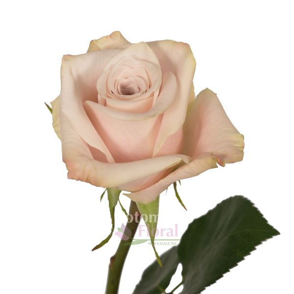 Rose Sandy, Creamy Sand Color 40 to 50cm Potomac Floral Wholesale